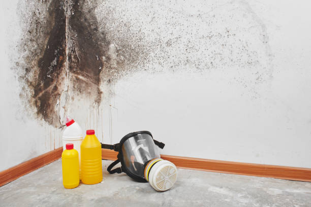 Best Certified Mold Removal  in Isanti, MN