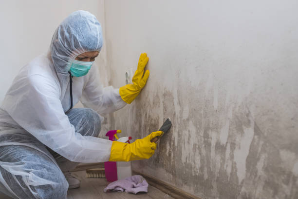 Best Attic Mold Removal  in Isanti, MN