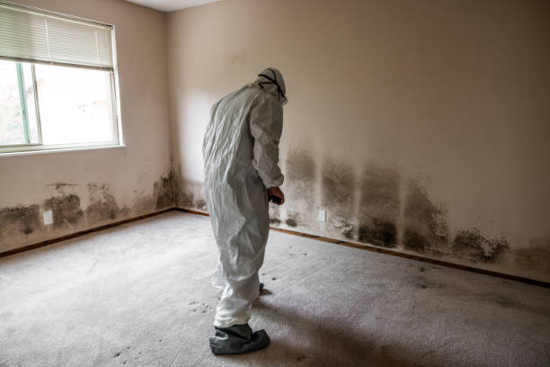 Best Mold Removal Near Me  in Isanti, MN