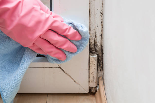 Best Mold Damage Repair  in Isanti, MN